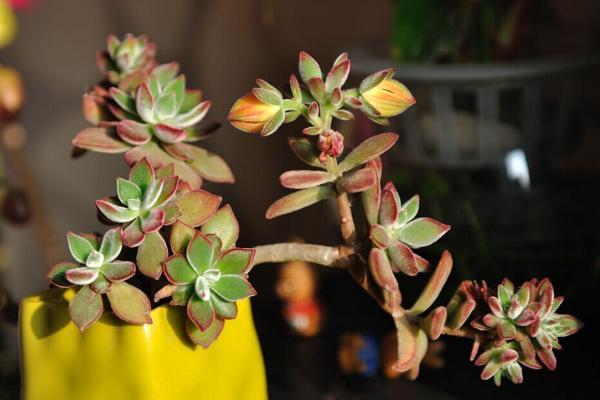 錦晃星多肉圖片大全 錦晃星什么時(shí)候開花