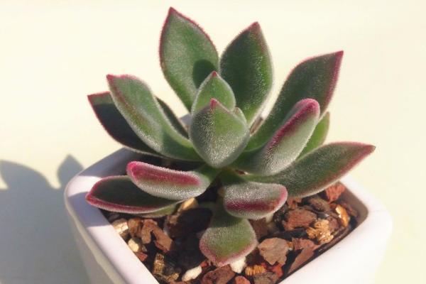 錦晃星多肉圖片大全 錦晃星什么時候開花