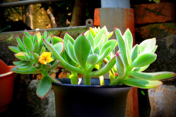 錦晃星多肉圖片大全 錦晃星什么時候開花