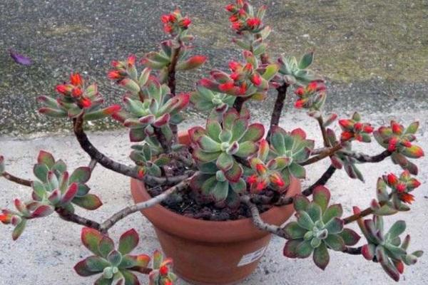 錦晃星多肉圖片大全 錦晃星什么時候開花