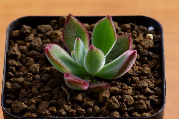 錦晃星多肉圖片大全 錦晃星什么時候開花