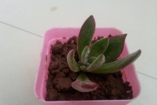 錦晃星多肉圖片大全 錦晃星什么時候開花