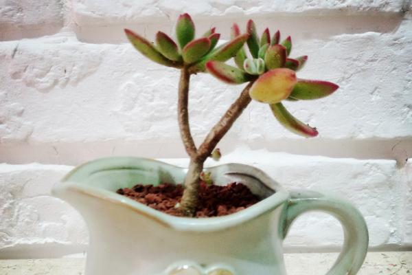 錦晃星多肉圖片大全 錦晃星什么時候開花