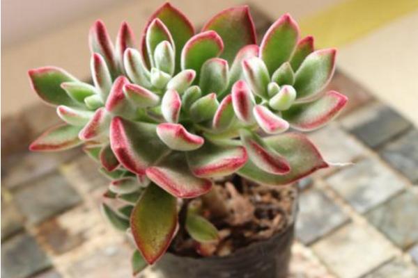 錦晃星多肉圖片大全 錦晃星什么時候開花