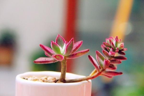 錦晃星多肉圖片大全 錦晃星什么時候開花