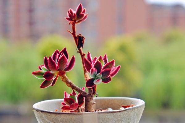 錦晃星多肉圖片大全 錦晃星什么時候開花