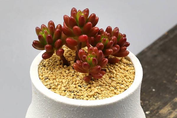 虹之玉圖片大全 多肉虹之玉長高了怎么修剪