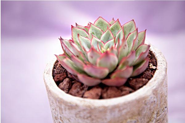 月光女神多肉怎么養(yǎng)(好養(yǎng)嗎) 月光女神養(yǎng)殖方法與注意事項
