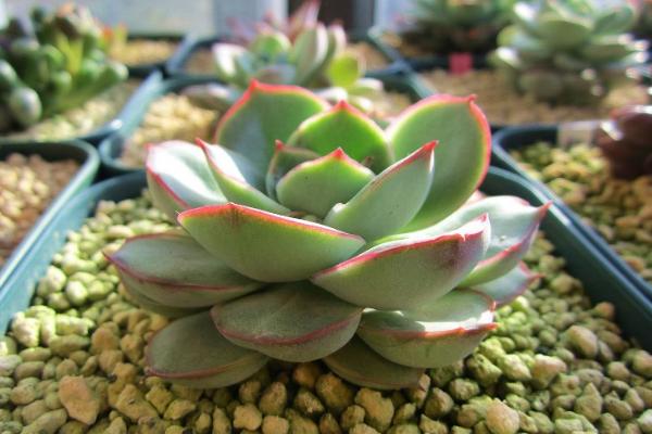 月光女神多肉怎么養(yǎng)(好養(yǎng)嗎) 月光女神養(yǎng)殖方法與注意事項