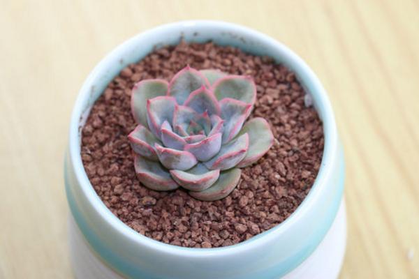 月光女神多肉怎么養(yǎng)(好養(yǎng)嗎) 月光女神養(yǎng)殖方法與注意事項