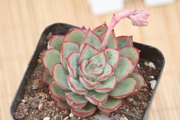 月光女神多肉怎么養(yǎng)(好養(yǎng)嗎) 月光女神養(yǎng)殖方法與注意事項