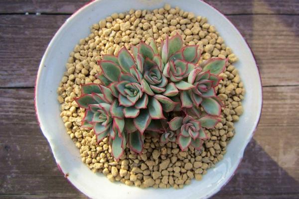 月光女神多肉怎么養(yǎng)(好養(yǎng)嗎) 月光女神養(yǎng)殖方法與注意事項