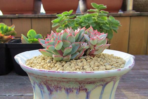 月光女神多肉怎么養(yǎng)(好養(yǎng)嗎) 月光女神養(yǎng)殖方法與注意事項