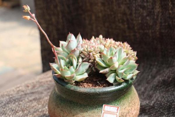 月光女神多肉怎么養(yǎng)(好養(yǎng)嗎) 月光女神養(yǎng)殖方法與注意事項