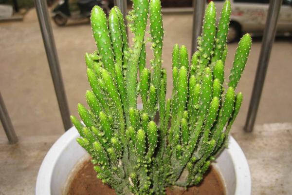 姬珊瑚嫁接蟹爪蘭的方法與注意事項 姬珊瑚的開花養護