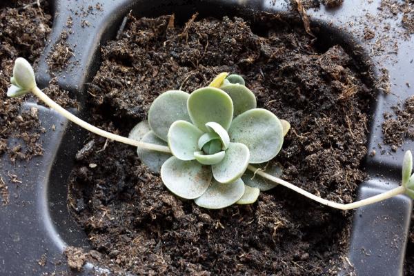 子持蓮華多肉怎么繁殖 子持蓮華徒長怎么辦