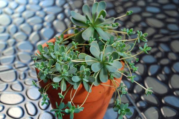 子持蓮華怎么養爆盆快 子持蓮華多肉養殖方法與注意事項