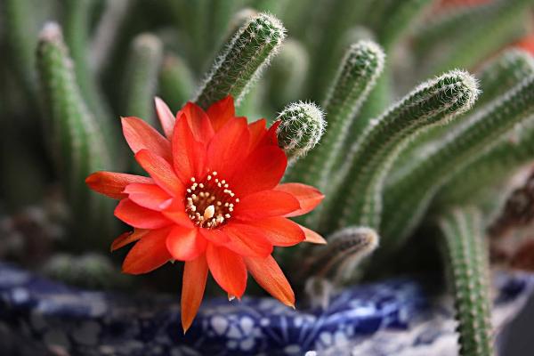 鼠尾掌怎么繁殖（嫁接方法） 鼠尾掌怎么養