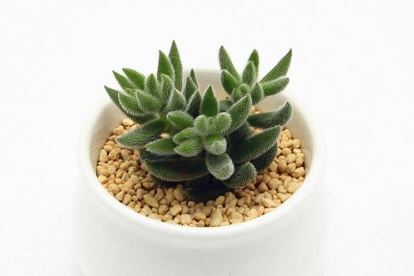 絨針多肉圖片大全（開花） 絨針特點與簡介