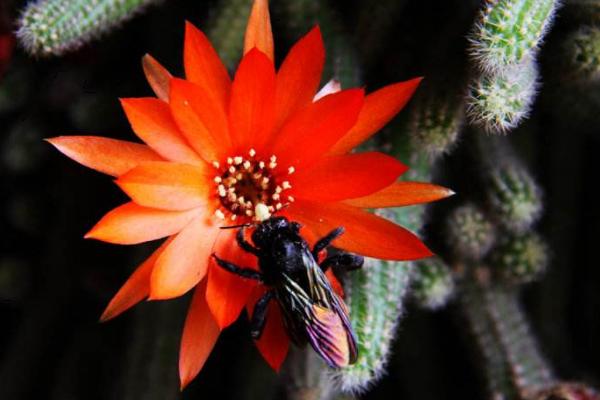 鼠尾掌、仙人指、白檀的區別是什么 鼠尾掌的嫁接方法