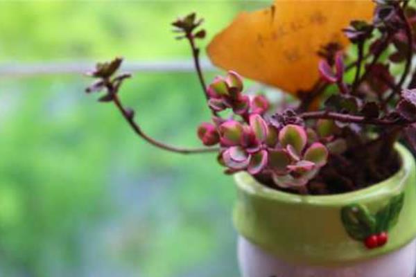 小球玫瑰圖片大全(開花) 小球玫瑰多肉特點及簡介