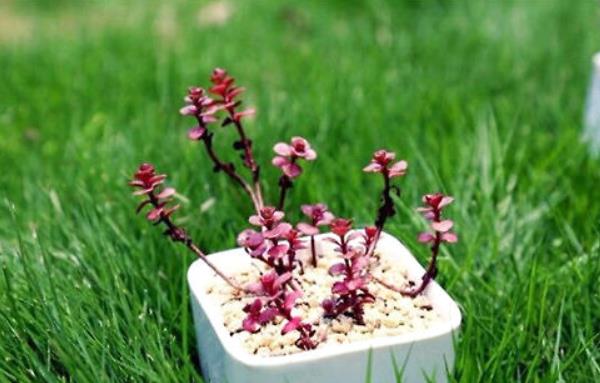 小球玫瑰圖片大全(開花) 小球玫瑰多肉特點及簡介