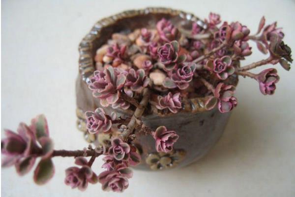 小球玫瑰圖片大全(開花) 小球玫瑰多肉特點及簡介