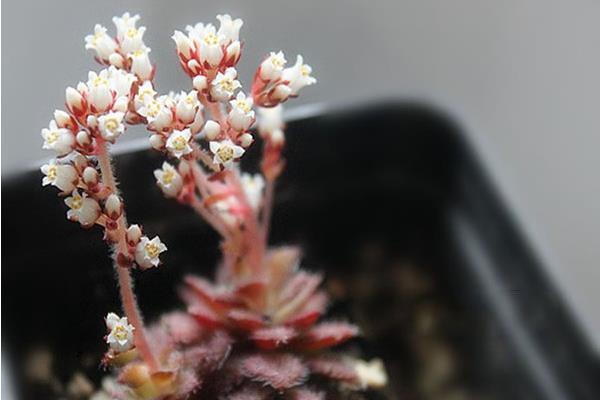 小球玫瑰圖片大全(開花) 小球玫瑰多肉特點及簡介