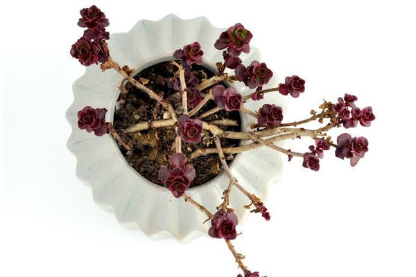 小球玫瑰圖片大全(開花) 小球玫瑰多肉特點及簡介