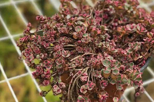 小球玫瑰圖片大全(開花) 小球玫瑰多肉特點及簡介