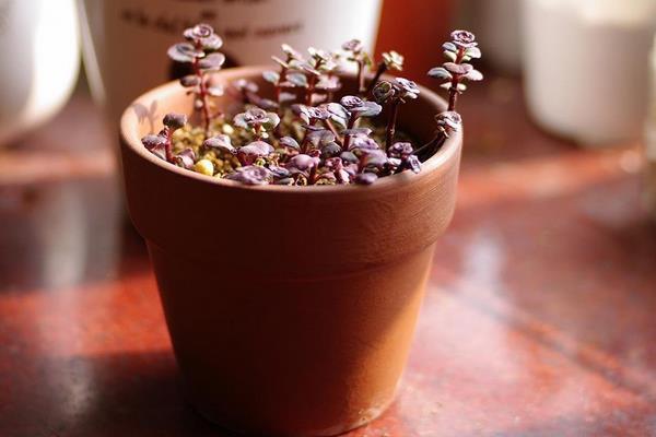 小球玫瑰圖片大全(開花) 小球玫瑰多肉特點及簡介