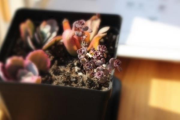 小球玫瑰圖片大全(開花) 小球玫瑰多肉特點及簡介