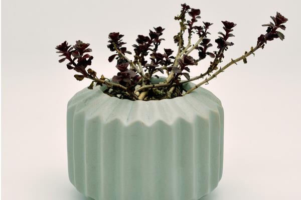 小球玫瑰圖片大全(開花) 小球玫瑰多肉特點及簡介