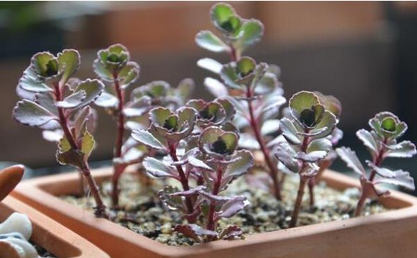 小球玫瑰圖片大全(開花) 小球玫瑰多肉特點及簡介