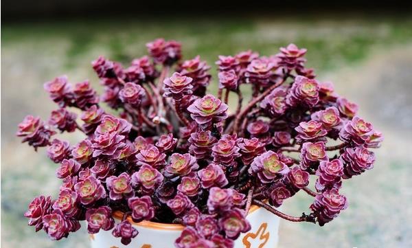 小球玫瑰圖片大全(開花) 小球玫瑰多肉特點及簡介