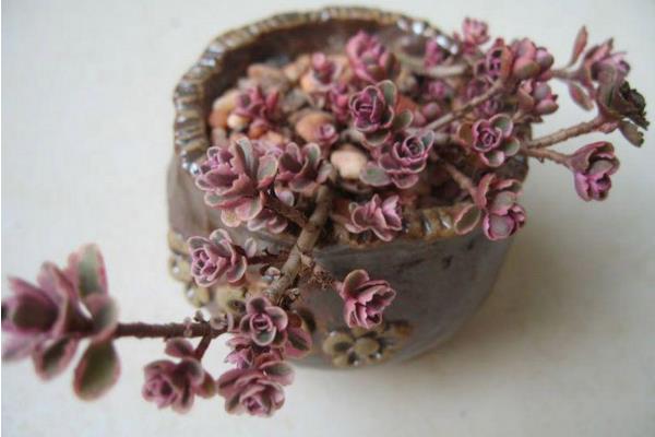 小球玫瑰葉子枯萎卷曲怎么辦 小球玫瑰怎么養成紫紅色