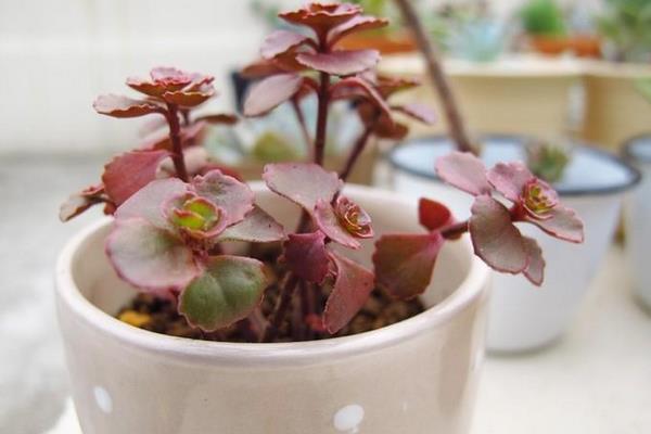 小球玫瑰葉子枯萎卷曲怎么辦 小球玫瑰怎么養成紫紅色