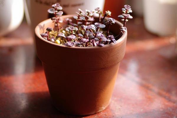 小球玫瑰葉子枯萎卷曲怎么辦 小球玫瑰怎么養成紫紅色