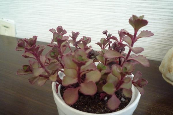 小球玫瑰葉子枯萎卷曲怎么辦 小球玫瑰怎么養成紫紅色