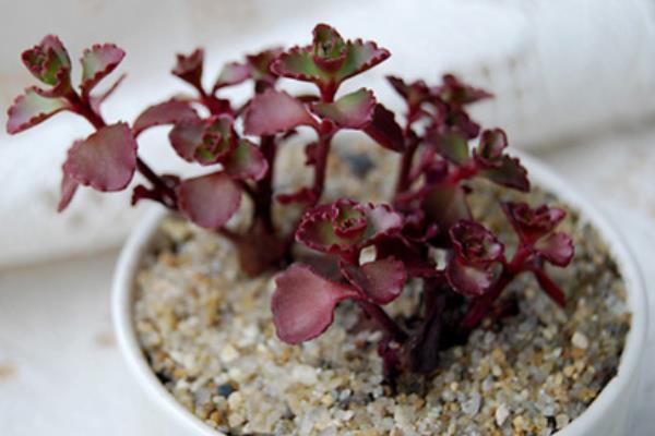 小球玫瑰葉子枯萎卷曲怎么辦 小球玫瑰怎么養成紫紅色