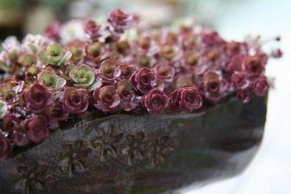 小球玫瑰葉子枯萎卷曲怎么辦 小球玫瑰怎么養成紫紅色