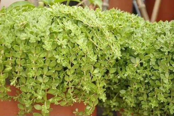 佛甲草和垂盆草的區別是什么 垂盆草養殖方法