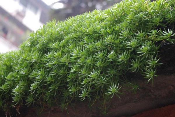 佛甲草和垂盆草的區別是什么 垂盆草養殖方法