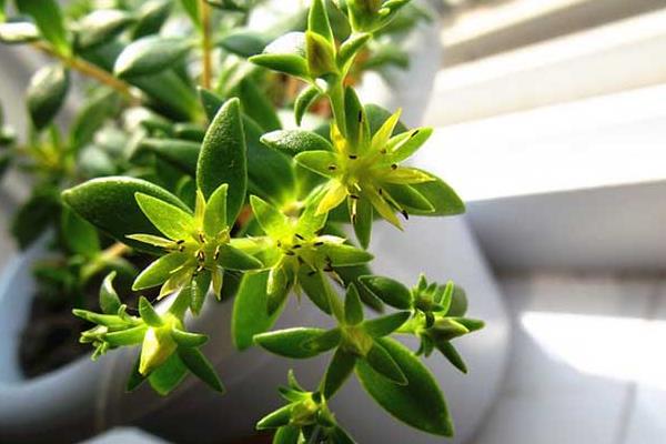 佛甲草和垂盆草的區別是什么 垂盆草養殖方法