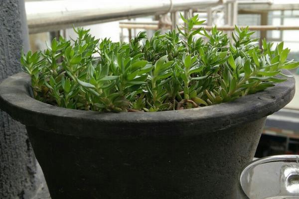 佛甲草和垂盆草的區別是什么 垂盆草養殖方法