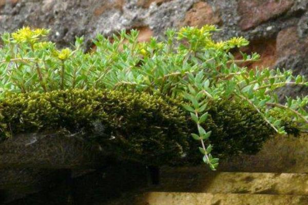 佛甲草和垂盆草的區別是什么 垂盆草養殖方法