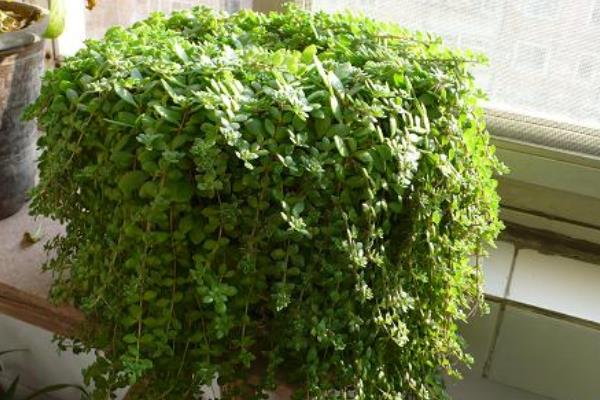 佛甲草和垂盆草的區別是什么 垂盆草養殖方法