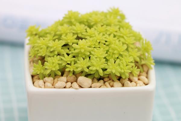 薄雪萬年草圖片大全 薄雪萬年草是多肉嗎