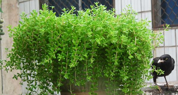 垂盆草怎么養（徒長處理方法） 垂盆草施肥方法