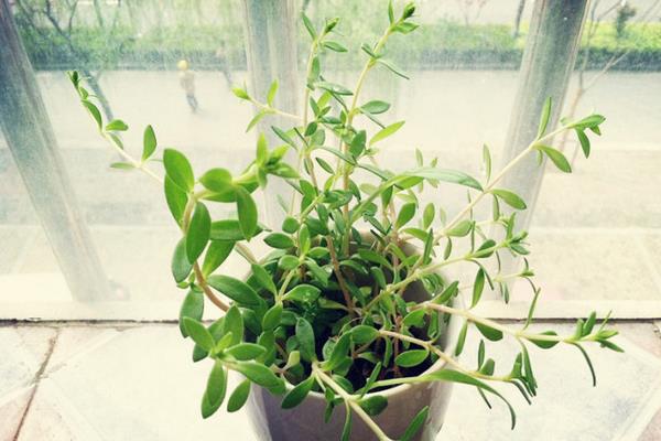 垂盆草圖片大全 垂盆草特點與介紹